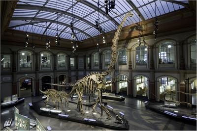 The Tail of the Late Jurassic Sauropod Giraffatitan brancai: Digital Reconstruction of Its Epaxial and Hypaxial Musculature, and Implications for Tail Biomechanics
